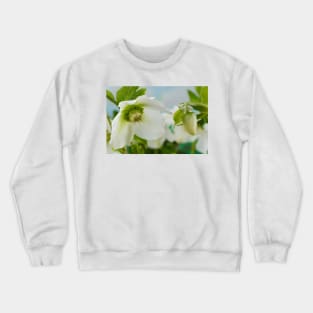 Helleborus x hybridus  &#39;Pretty Ellen White&#39;  Hellebore Crewneck Sweatshirt